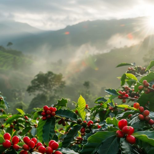 Sun rises over a lush coffee plantation, illuminating ripe coffee cherries against a backdrop of misty mountains and tiered fields. The scenery is vibrant and tranquil.
